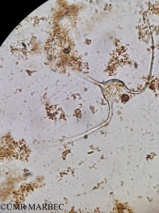 phyto/Brazilian_Amazon_coast/Amazomix_station_6/AMAZOMIX September 2021/Tripos carriensis (Am_st6_R2_DCM_Tripos_massilienses)(copy)_thumb.jpg